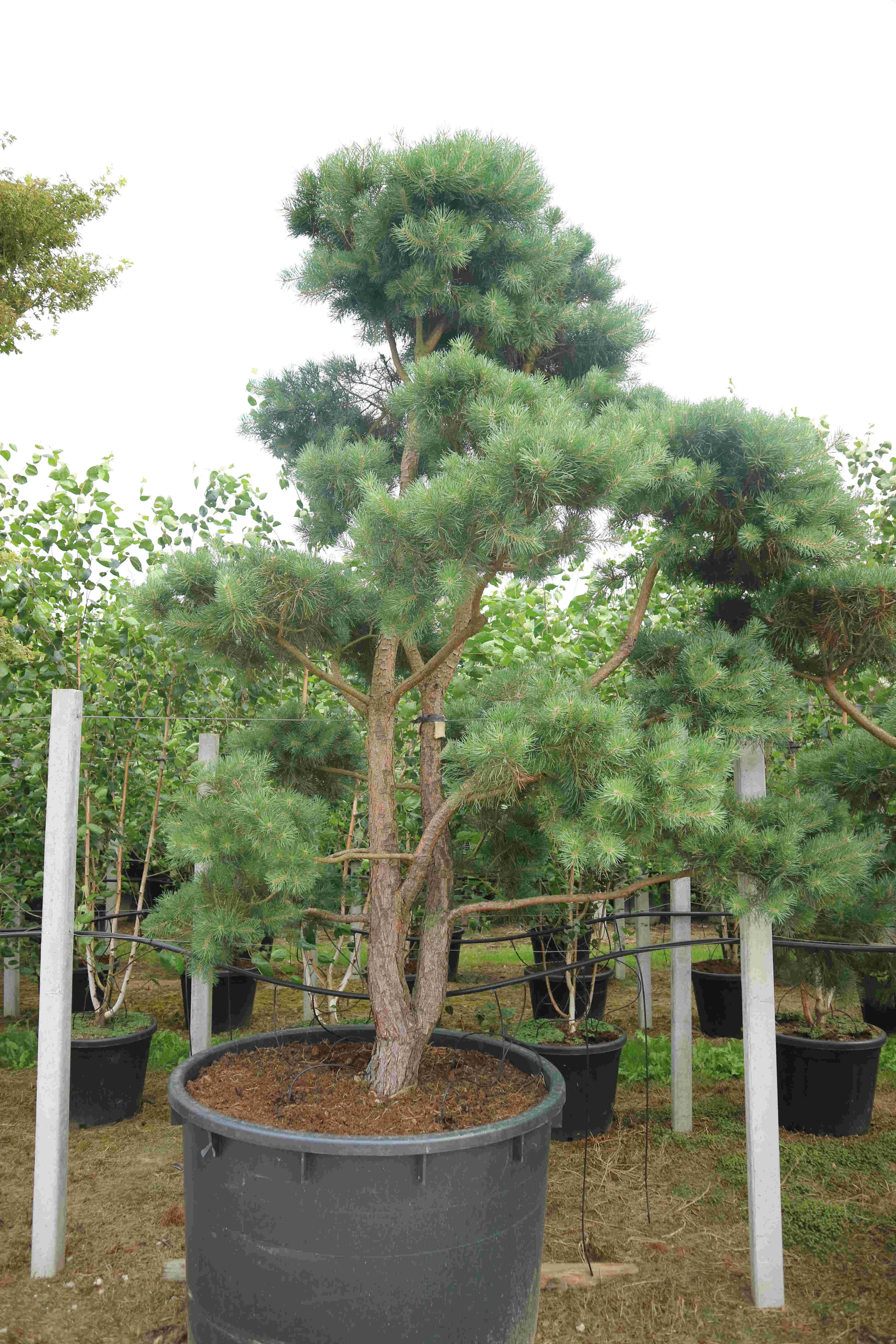 Pinus sylvestris